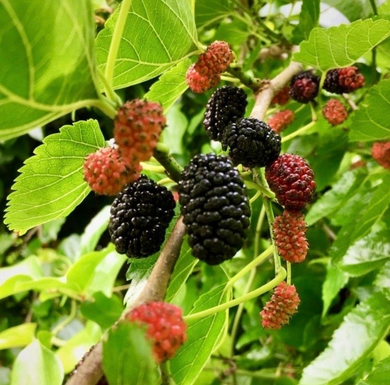 Puede incluir: Primer plano de una morera con moras negras y rojas maduras que crecen en las ramas. Las hojas son verdes y las bayas est&aacute;n agrupadas.