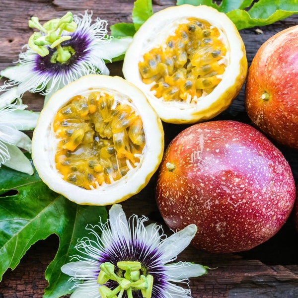 Passion Fruit Plant Etsy