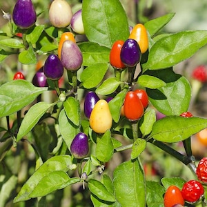 Live Bolivian Rainbow Pepper Plant