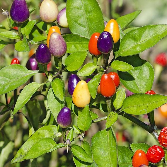 Live Bolivian Rainbow Pepper Plant Etsy