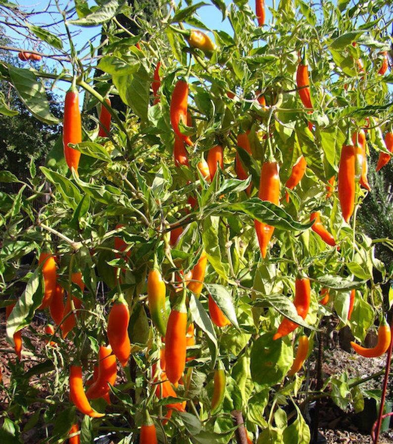 20 Seeds Aji Amarillo Peppers – Peruvian Yellow Chili – Garden Fresh Vegetable Planting