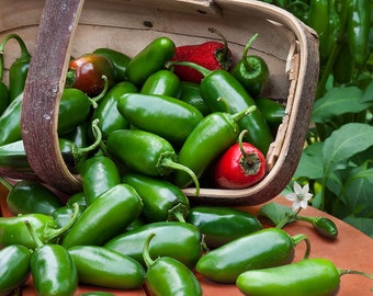 Live Jalapeno Hot Pepper Plant