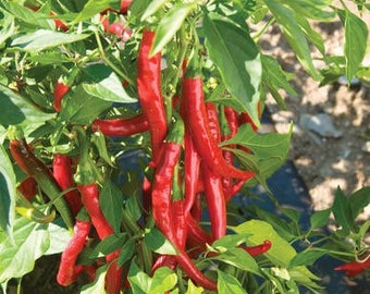 Live Cayenne Pepper Plant
