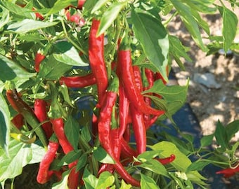 Live Cayenne Pepper Plant