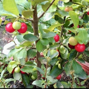 Live Large Barbados Cherry Tree 1 gallon pot (20+ inches)