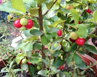Live Barbados Cherry Tree 1 Gallon Pot, Edible Acerola Plant, Potted Indoor Outdoor Garden Starter Tree, Fruiting Shrub, Gardener Gift