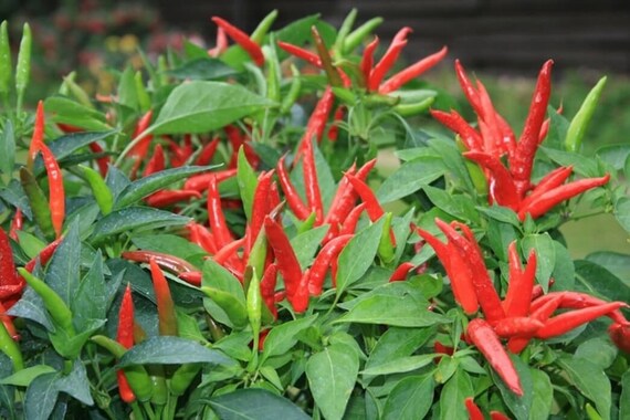 View Birds Eye Chili Plant Pics