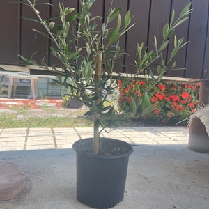 Live Medium Arbequina Olive Tree 1/2 gallon pot (18+ inches)