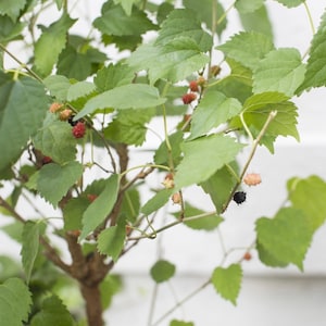 May include: A close-up of a mulberry tree branch with green leaves and ripe mulberries. The mulberries are red, black, and white.