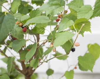 Live Mulberry Tree 1 Gallon Pot, Dwarf Everbearing Fruit Plant, Edible Berry Plant, Indoor Outdoor Garden Starter Tree, Gardener Gift