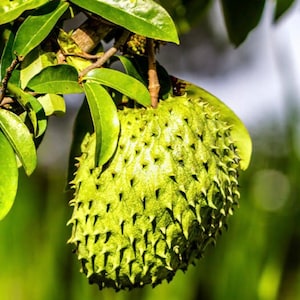 May include: A close-up of a soursop fruit hanging from a tree branch. The fruit is green with many small, spiky protrusions covering its surface. The leaves are a vibrant green, and the background is blurred.