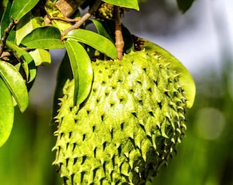 Live Large Soursop Tree 1 gallon pot (20+ inches)