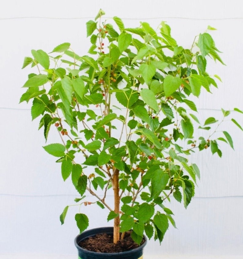 Puede incluir: Un &aacute;rbol de morera en maceta con hojas verdes y peque&ntilde;as bayas rojas. El &aacute;rbol est&aacute; en una maceta de pl&aacute;stico negra con tierra marr&oacute;n.