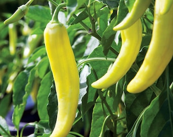 Live Hot Banana Pepper Plant
