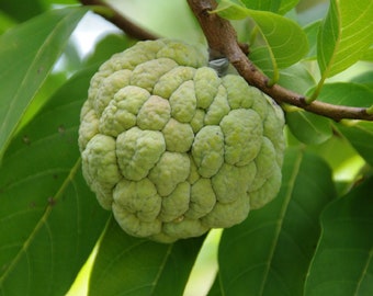 Custard Sugar Apple  Annona Squamosa,  10 Tree Seeds Non-GMO Tropical Fruit, Sweet