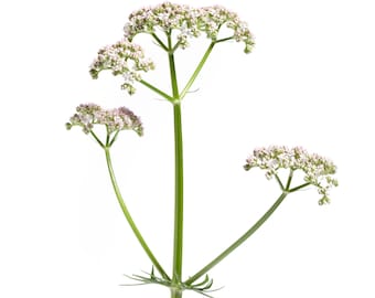 Valeriana Officinalis | Valerian Root | Perennial Medicinal Sleep Herb 50+ Seeds