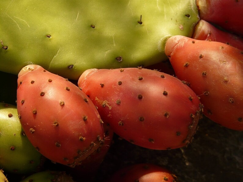 Bumpy Pear Marblefruit Cactus Pear {opuntia Strigil} Organic Edible | Low ...