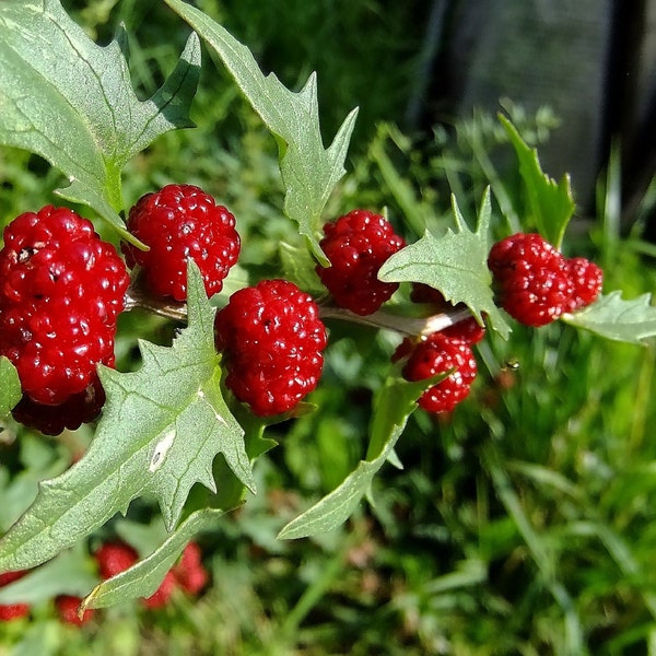 150 Strawberry Spinach Seeds  | Chenopodium foliosum  | Edible Landscaping Heirloom