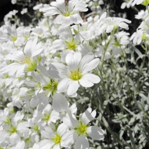 200 Snow In Summer Cerastium PERENNIAL GROUND COVER White Flower Seeds image 3