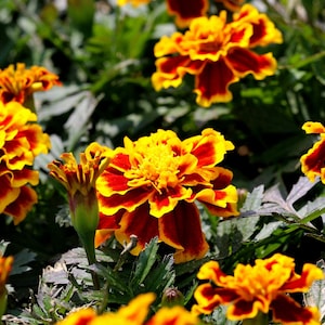 Florist Choice French Marigold Tagetes Patula Durango Bee Bouquet Floral arrangement highly fragrant 20 seed FREE SHIPPING image 2