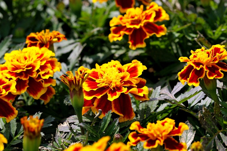 Florist Choice French Marigold Tagetes Patula Durango Bee Bouquet Floral arrangement highly fragrant 20 seed FREE SHIPPING image 2