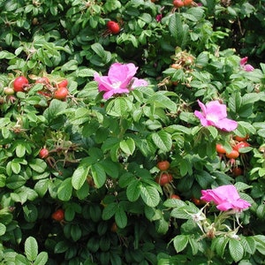 May include: A close-up of a bush with pink flowers and red berries. The bush is full of green leaves and the flowers are in bloom.
