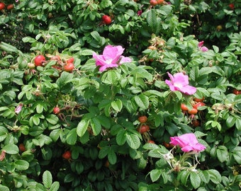 Seaside Pink Rose Fruiting Shrub {Rosa Rugosa} Large Hips | Edible | Heat Tolerant | Thornless variety 30+ seeds Free Shipping!