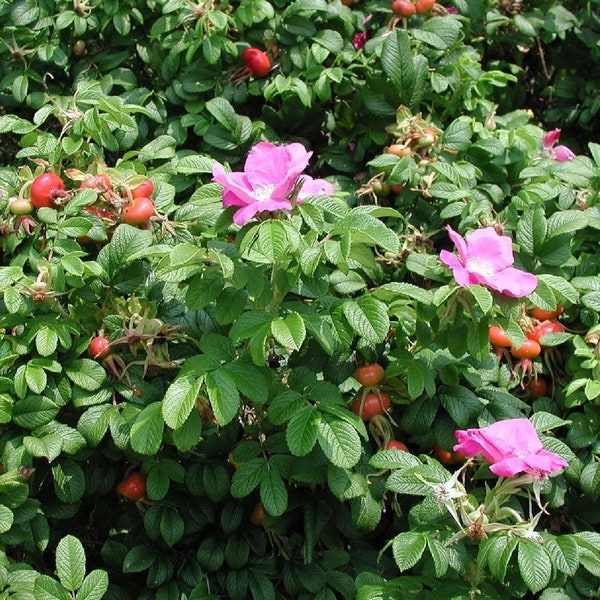 Seaside Pink Rose Fruiting Shrub {Rosa Rugosa} Large Hips | Edible | Heat Tolerant | Thornless variety 30+ seeds Free Shipping!