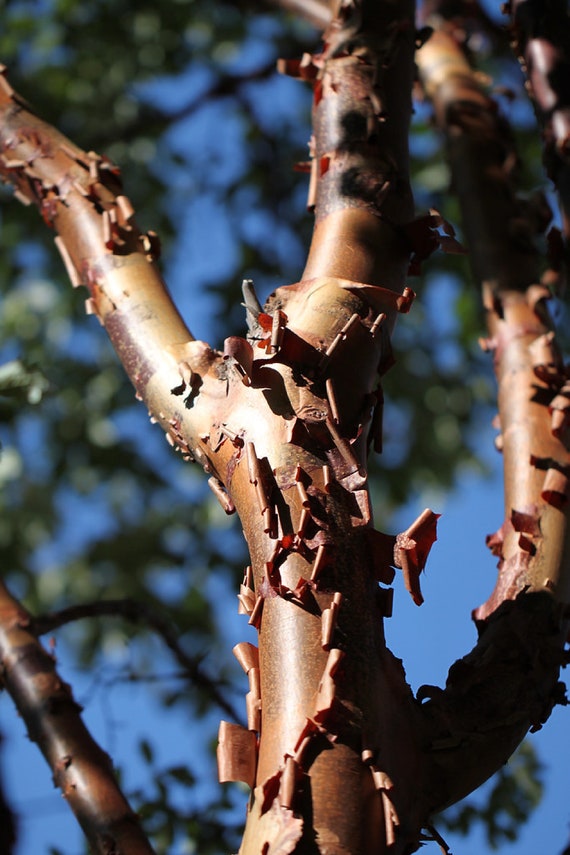 Buy Red Paperbark Maple {acer Griseum} D.w.. | Vibrant | Fast Growing  Ornamental | Bonsai | 2025 Harvest | Fall Planting 5 Seeds Free Shipping!  Online in India - Etsy