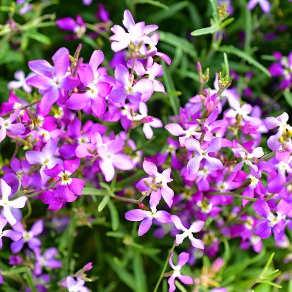 3000 Evening Scented (Night) Stock Matthiola Flower Seeds Bulk Perfume Plant, Lilac-Pink Mix - Free Shipping