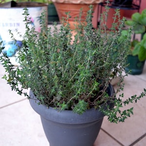 Common Thyme Herb {Thymus Vulgaris} Fragrant Culinary Grade | Fast Growing | Container PLUS | 300+ seeds Free Shipping!