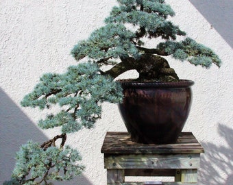 Atlas Cedar {Cedrus Atlantica} Blue Needle | Soil Adaptive | Hardy Ornamental | Bonsai Favorite | 15 Seeds Free Shipping!