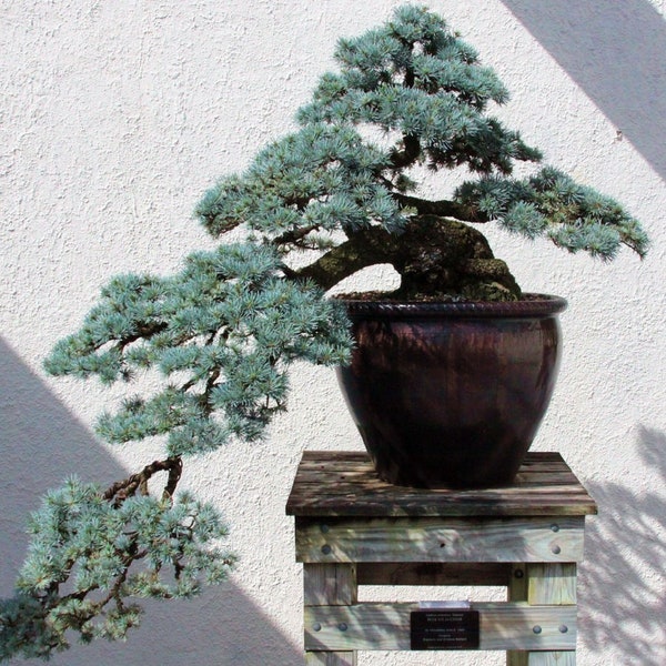 Atlas Cedar {Cedrus Atlantica} Blue Needle | Soil Adaptive | Hardy Ornamental | Bonsai Favorite | 15 Seeds Free Shipping!