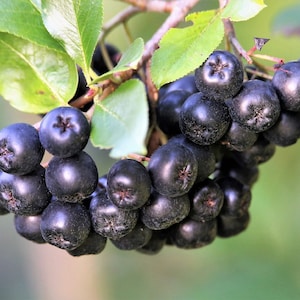 Black Chokeberry white flowering shrub {Aronia melanocarpa} Edible | Heirloom | Fruit Bearing | 35+ Seeds Free U.S. Shipping!