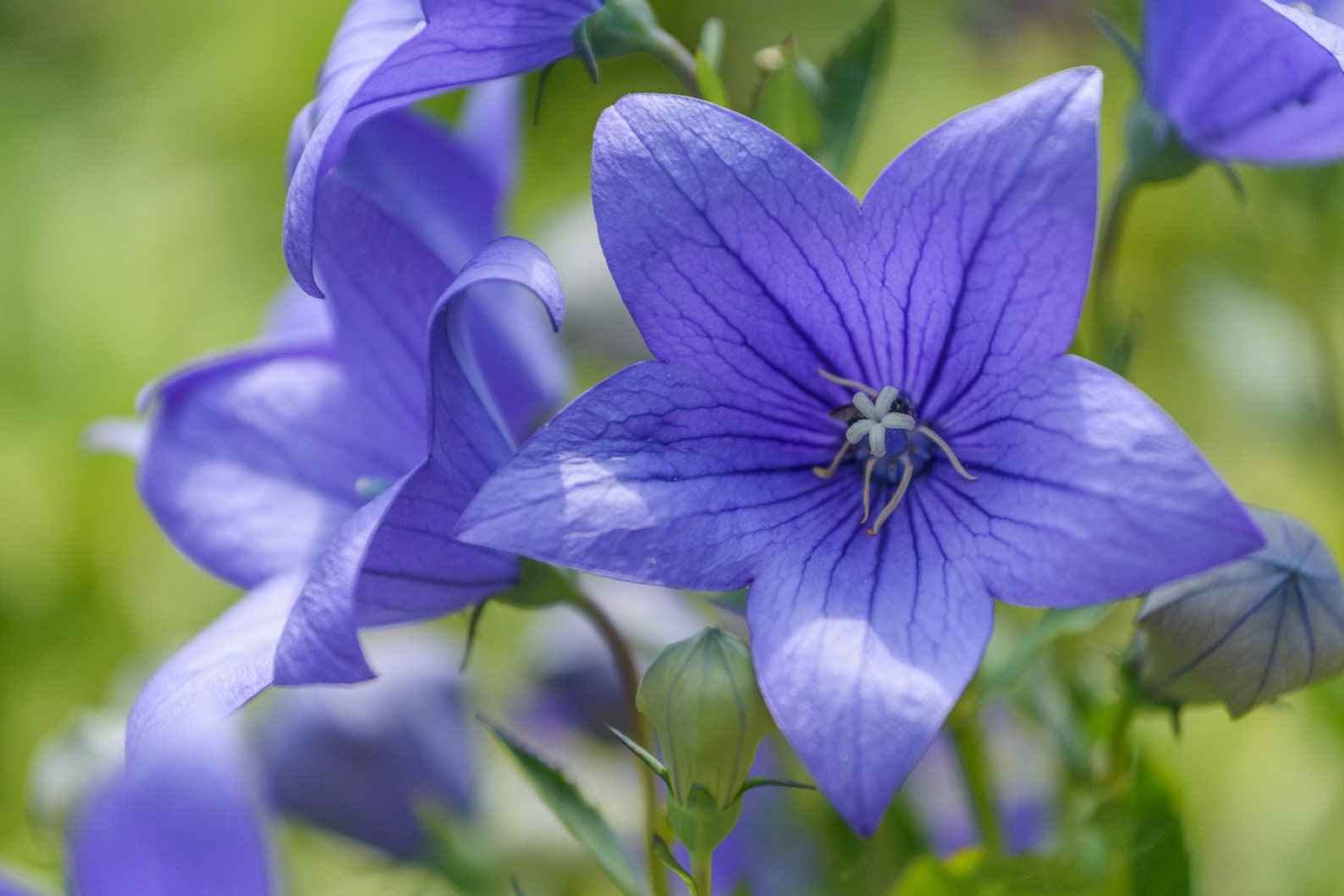 Balloon Flower {Platycodon grandiflorus}