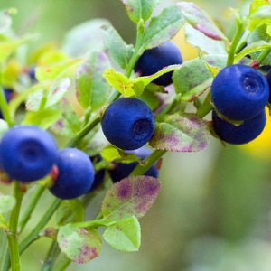 Bilberry Dwarf Shrub Vaccinium myrtillus Edible Medicinal Cold Hardy 30seeds Free Shipping US Seller image 1