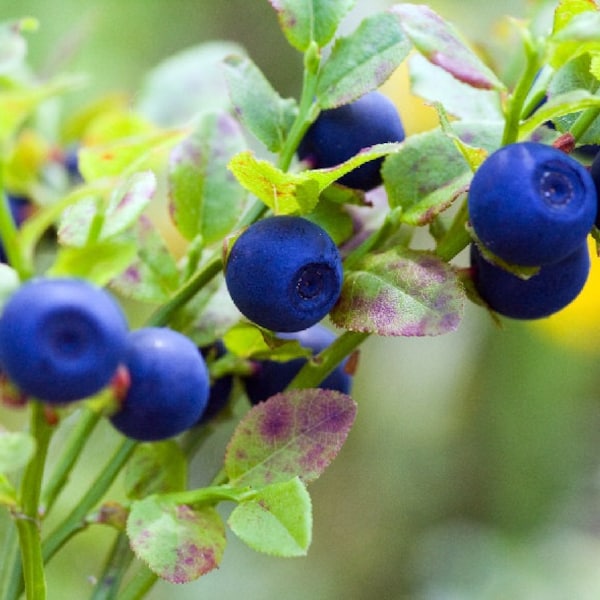 Bilberry Plant Etsy