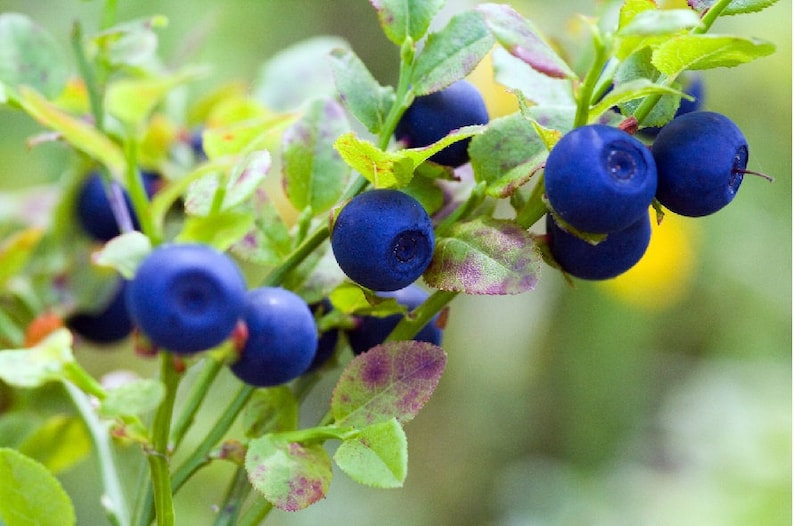 Bilberry Dwarf Shrub Vaccinium myrtillus Edible Medicinal Cold Hardy 30seeds Free Shipping US Seller image 1