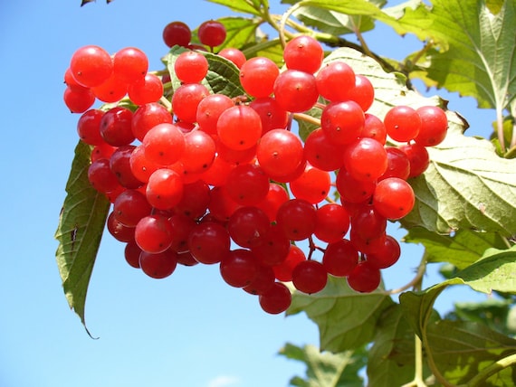 Highbush Cranberry {Viburnum Trilobum} High Yield | Edible | Cold Hardy |  Fast Grow | Privacy hedge | 20+ seeds Free US Shipping!
