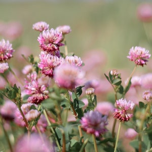 3500+ Medicinal Seeds: Alsike Pink Clover {Trifolium hybridum} Herb Flower, Easy-to-grow, Bulk, Free Shipping