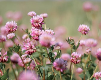 3500+ Medicinal Seeds: Alsike Pink Clover {Trifolium hybridum} Herb Flower, Easy-to-grow, Bulk, Free Shipping