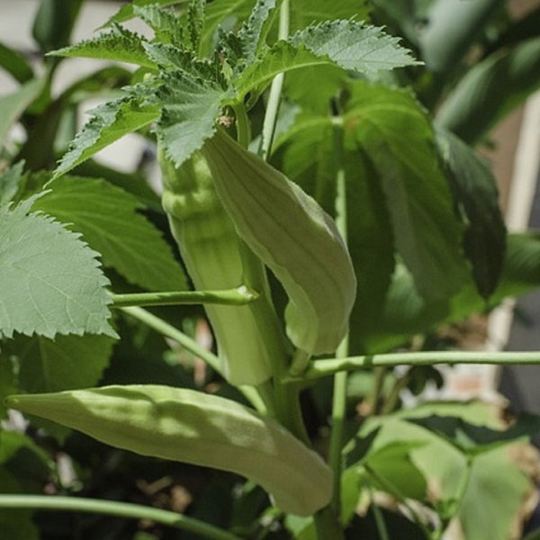 Clemson Spineless Okra 100+ Seeds Heirloom | Micro green Vegetable NON-GMO Zones 5-11