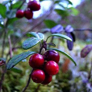 Lingonberry {Vaccinium Vitis-Idaea} Superfruit! Mountain Cranberry | Cold tolerant | Perennial Free U.S. Shipping! 25+ seeds