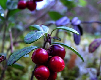May include: Close-up of a cluster of ripe red lingonberries growing on a green bush. The berries are clustered together on a branch, with some leaves visible in the background.