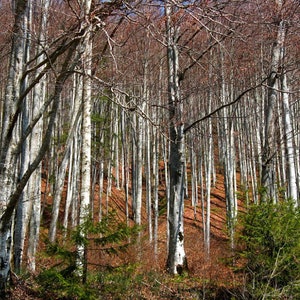 Silver Birch {Betula pendula} Elegant Ornamental | All Season beauty | Fast Growing | Soil Adaptive | 100+ seeds Free Shipping!