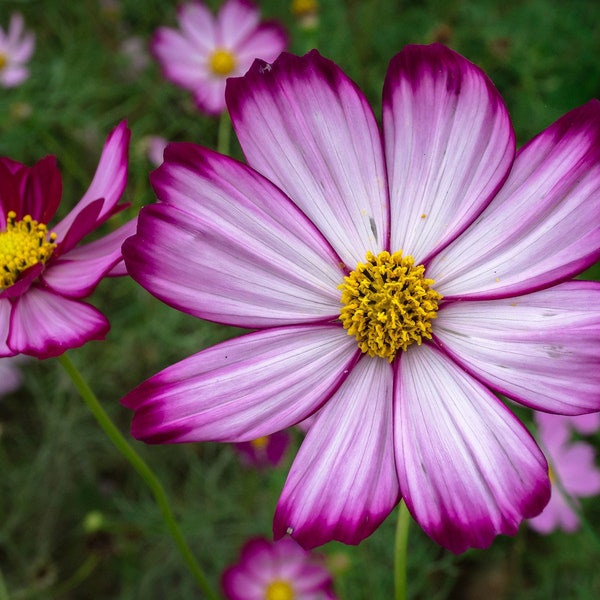 Cosmos Candy Stripe Florist Choice! {Cosmos bipinnatus} Cutting | Fast Grow | Drought tolerant | 50+ seeds Free Shipping US seller