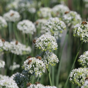 Mountain Mint {Pycnanthemum virginianium} Tea Alternative | Edible | Soap Making | Heirloom Herbal | NON GMO | 100+ seeds Free U.S. Shipping
