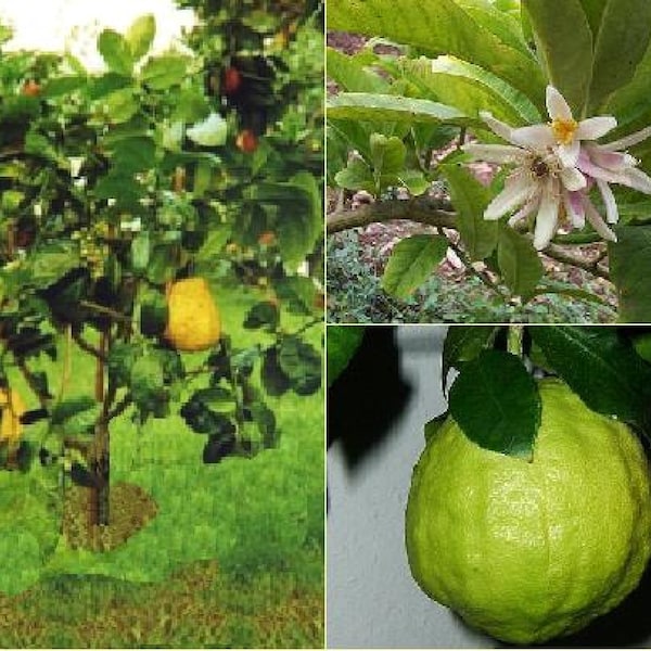 Citron {Citrus medica} Organic | Fragrant | Heirloom | Culinary Grade | Flowering | Fast Growing | 5 seeds Free Shipping!