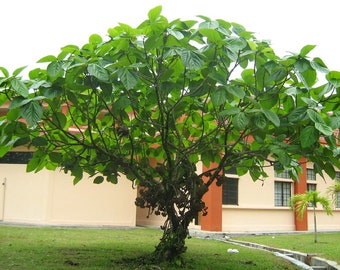 Elephant Ear Fig Tree {Ficus auriculata} Organic | Edible | Fast Growing | Superfruit | High Yield | 2023 Harvest 10 seeds Free Shipping!