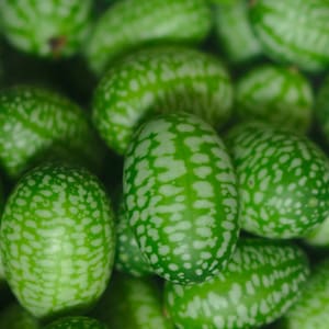 10 Cucamelon Mouse Melon Sour Gherkin Seeds | Heirloom | Non GMO |(Melothria Scabra) RARE MINI's Free Shipping!